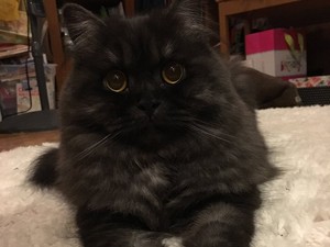 Soha nem láttál még így megnyírva egy macskát sem