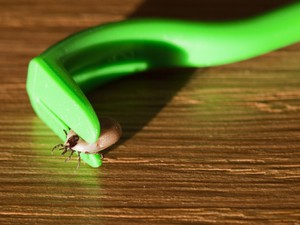 Riadó, itt a kullancsszezon! Így óvd magad!