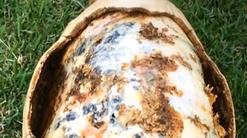 Freddy, a teknős története visszaadja a hitedet az emberiségben