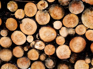 Az új tűzifa-rendelet a szegény háztartásokat szorítja leginkább csapdába