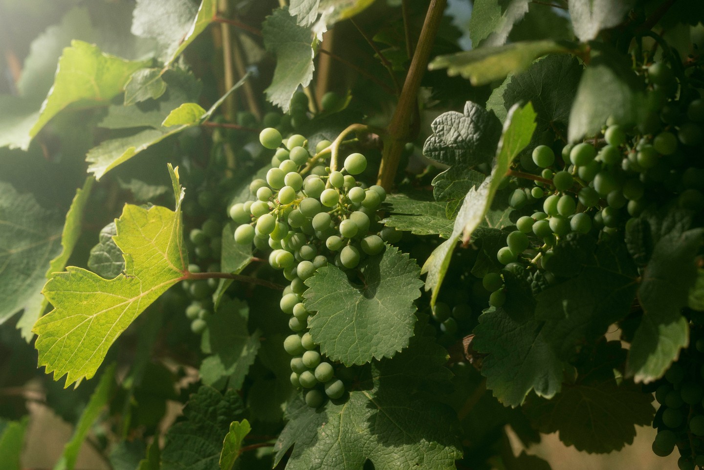 Még a júliusi zöld generosa szőlő az ültetvényben