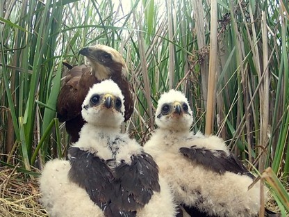 Be vagy zárva? Bámulatos magyar természetfilmekkel juthatsz most ingyen közel a természethez