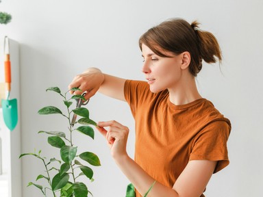 A haldokló szobanövényeidbe is új életet lehelhetsz ezekkel az egyszerű trükkökkel 