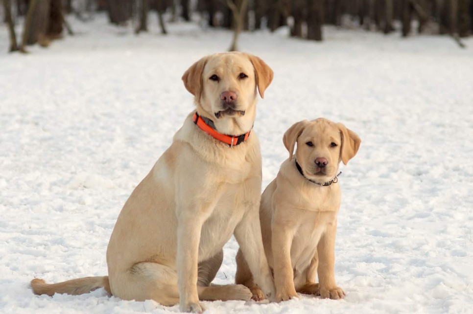 Magyarországon a hetvenes években kezdett kialakulni a vakvezetőkutyák tudatos nevelése