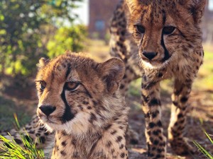 Gepárdok között - Támogasd a dél-afrikai Cheetah Experience menhely munkáját