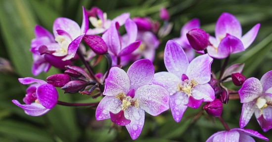 Hetente locsold meg ezzel a szobanövényeidet, cserébe egész évben virágozni fognak