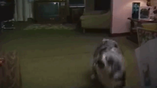 Ezektől a hipercuki, balfék kutyusoktól azonnal jobb kedved lesz