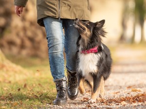 5 gyakori üzenet, amit a kutyád a viselkedésén keresztül akar átadni neked