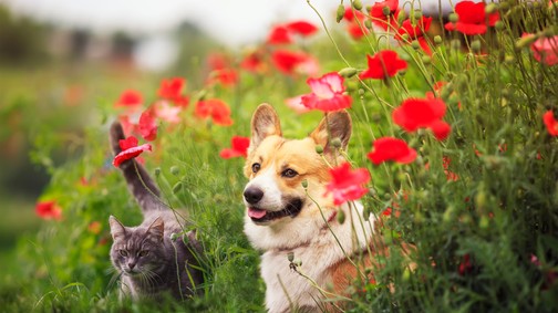 Ezért kell tavasszal fokozottan odafigyelned a házikedvencedre