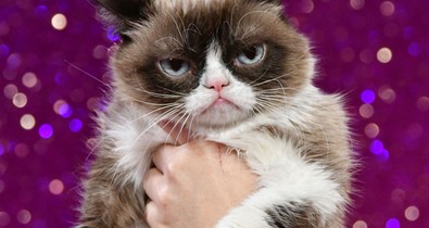 Íme az internet legmogorvább macskái! Nem Grumpy Cat a legmorcibb!