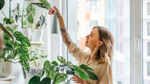 6 szobanövény, ami nagyobb kincs, mint hinnéd: még a fekete penész ellen is bevetheted őket