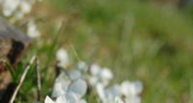 Gyógytúrák, receptek, Halimba