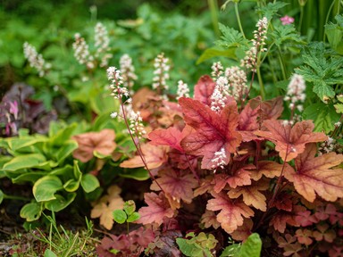Örökre eltűnnek a gyomok a kertedből, ha betelepíted ezt a növényt