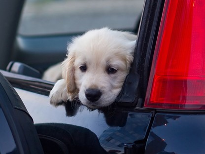 Légy felelős gazdi! Ez a három veszély fenyegeti a kutyákat nyáron  
