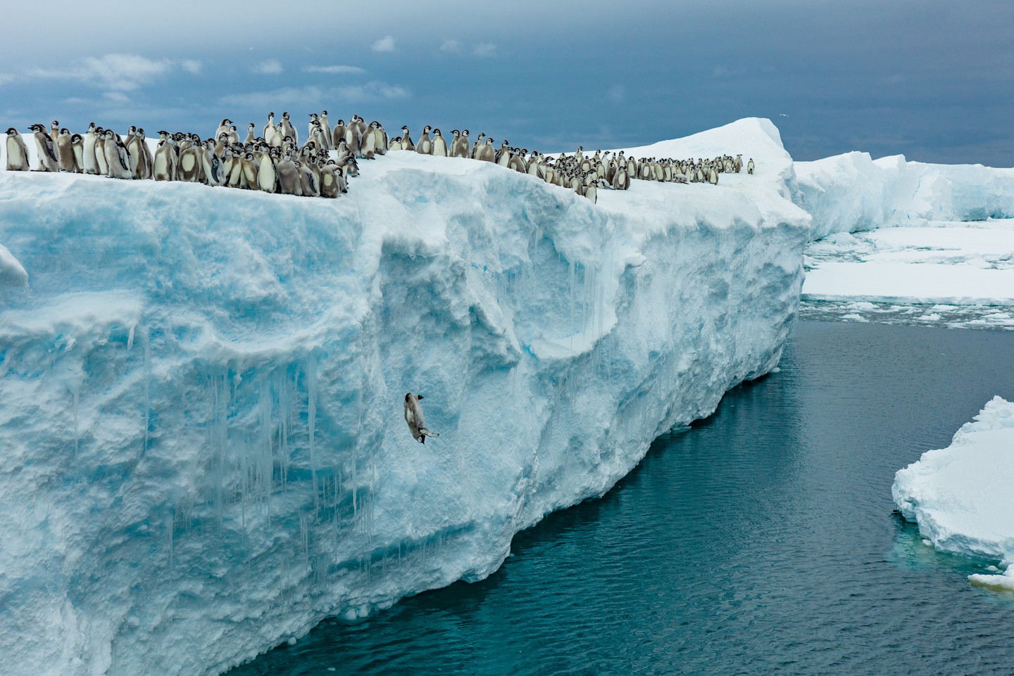Első bátor ugrások: császárpingvin-fiókák indulnak a víz felé az Atka-öböl pereméről.