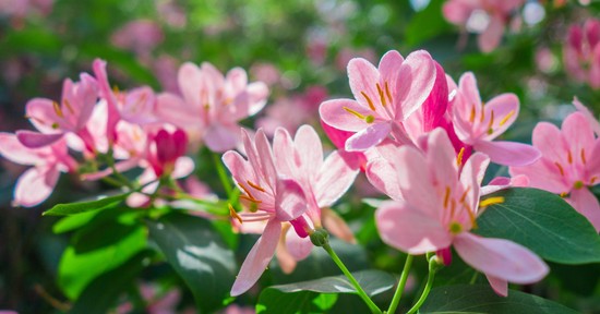 Ezt a növényt ültesd el áprilisban, igazi oázist varázsol a kertedből 
