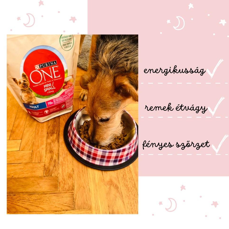 A kutyád jókedvét alapjaiban határozza meg, mit eszik