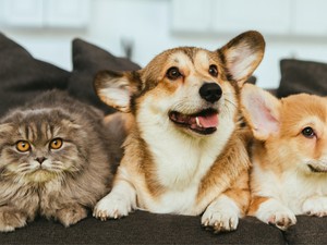 Albérletet keresel házikedvenccel? Ezért utasítanak el sokan már az első körben