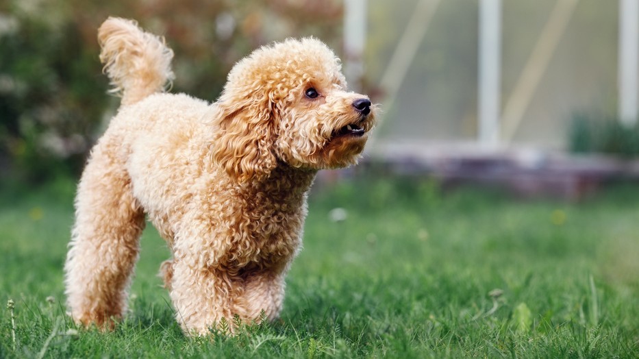 Tudtad, hogy az uszkár a második legokosabb kutyafajta?