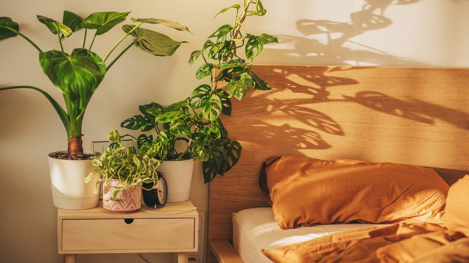 Ezeket a növényeket érdemes beszerezned a hálószobádba