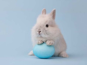 A nyuszi nem egy húsvéti játék!