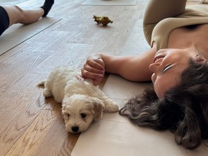 Nekünk jó, de a kutyáknak is? Utánajártunk, mi történik a kisállatokkal a Puppy Yoga közben és után
