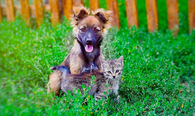 Ne maradj le a jótékonysági divatbemutatóról örökbefogadható kutyákkal a kifutón