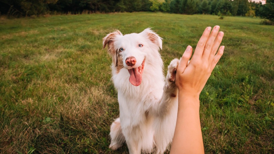 Ez a kvíz tökéletes alkalom arra, hogy teszteld, mennyire ismered a különleges kutyafajtákat