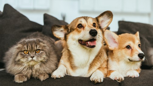 Albérletet keresel házikedvenccel? Ezért utasítanak el sokan már az első körben