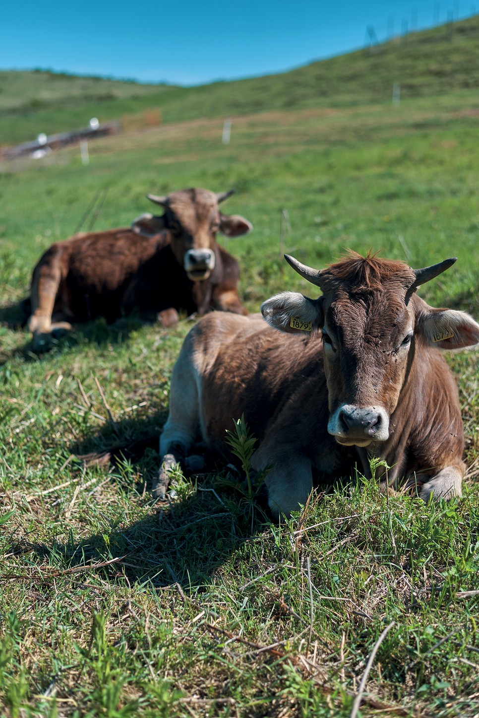 Anna és párja jelenleg Bekölcén laknak. Igyekeznek olyan körülményeket biztosítani az állatoknak, ami méltó életet nyújt számukra