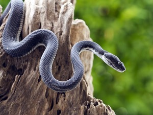 Zseniális! Egy állatkertben az exed után nevezhetsz el kígyót Valentin-nap alkalmából