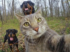 Íme a szelfiző macska!