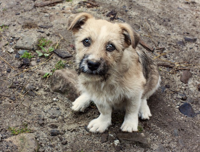 A Jófogás kitiltotta oldaláról az állatszaporítókat