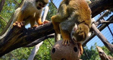 Az állatoknak is szükségük van szórakozásra!