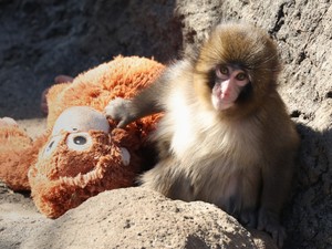 Egy makákóbébi adta fel a legszomorúbb leckét az emberiségnek idén
