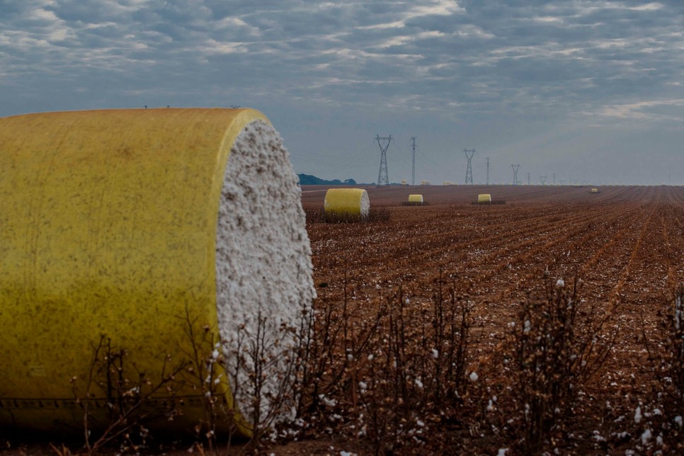 Brazília jelenleg a világ második legnagyobb gyapotexportőre