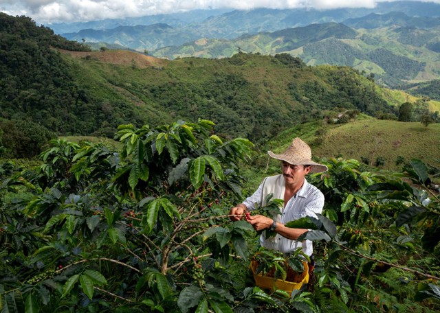 Luxuscikké válhat a kávé, mivel a klímaváltozás veszélyezteti a termesztést