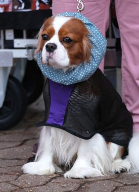 Ha azt gondoltad, kutya divat nem létezik, tévedtél