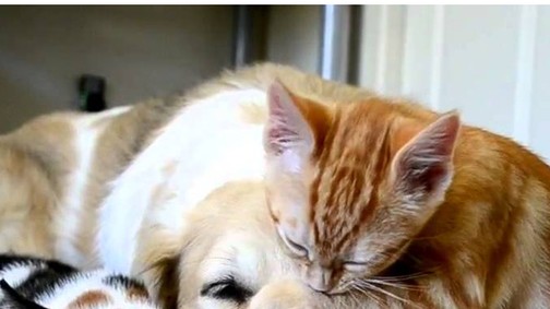 Ilyen lenne, ha egy emberré vált kutyával és macskával élnél együtt