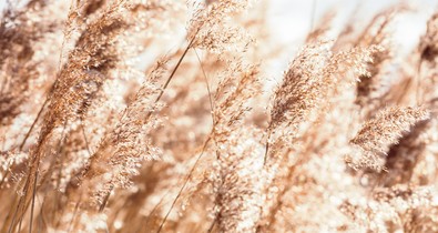 Ha a klímaváltozás így halad tovább, erdős sztyeppévé válhat Magyarország