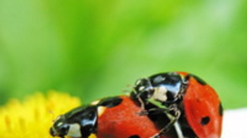 Az ökoszex vajon mi? És hogy csináld?