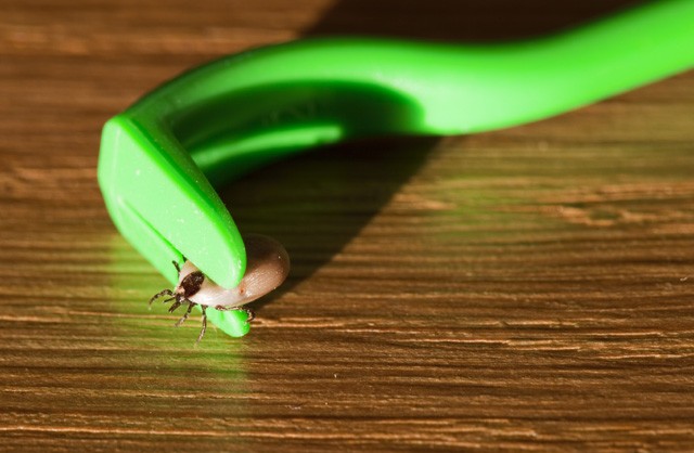 kullancs, fertőzés, lyme kór, kullancscsípés, betegség, kullancsszezon