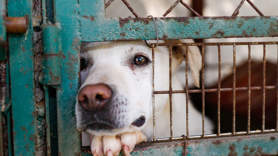 Sok kutyának nincs kiút a menhelyről: Interaktív oktatóvideó-sorozat segít, hogy jobb gazdikká válhassunk