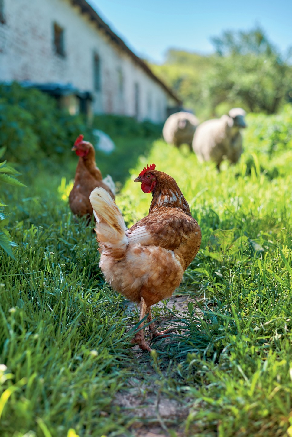 Anna nehezen adja ki a kezéből a csirkevágást