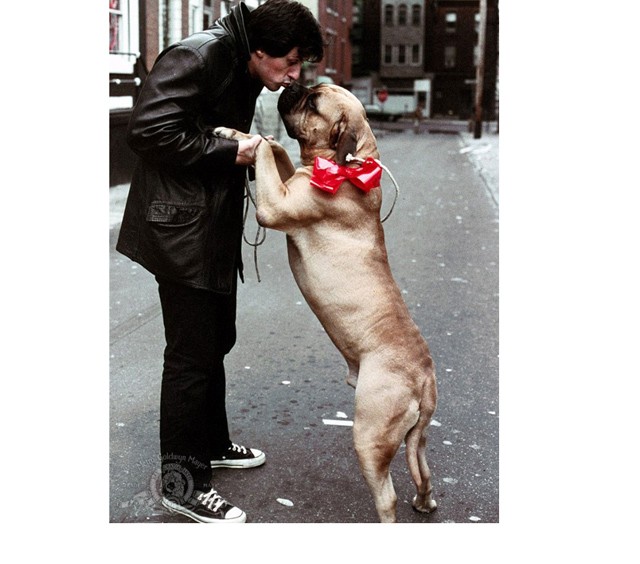 Rocky, 1976: Sylvester Stallone kutyapartnerrel és Converse cipőben. Először, de nem utoljára.