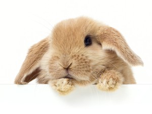 Kalifornia lett az első állam, ahol betiltották az állatokon tesztelt kometikumokat