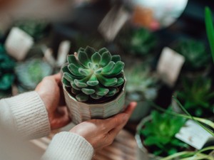 Bármit teszel, minden szobanövényed elpusztul? Szakember mondja el, mi a megoldás