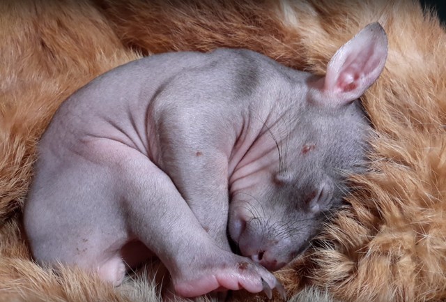 Micsoda ötlet: Van otthon egy valódi szőrméd? Segítsd vele a megmentett állatokat