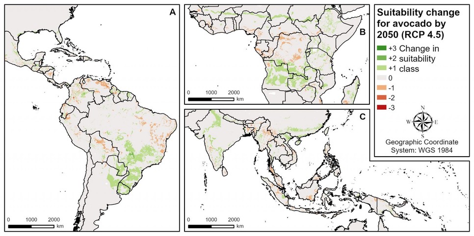 Az avokádó számára alkalmas termőterületek változása 2050-re egy mérséklet forgatókönyv alapján. A térképen a zöld árnyalatok azt jelzik, hogy az adott terület a jelen állapotokhoz képest alkalmasabbá válik a növény termesztésére, a pirosak pedig az alkalmasság csökkenését mutatják. Forrás: Grüter et al., 2022