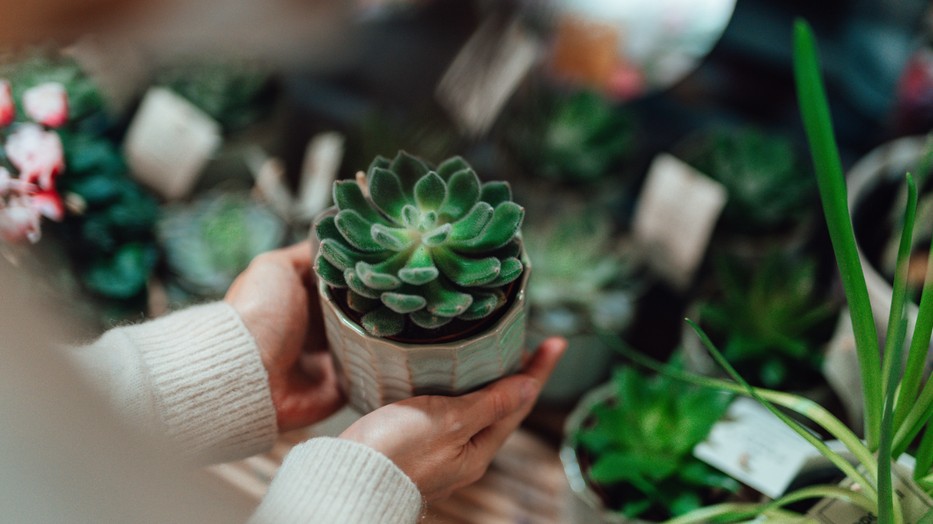 A szobanövények jótékony hatása vitathatatlan, ezért nemcsak dekoráció gyanánt, hanem az egészségünk megőrzése érdekében is érdemes beszerezni őket